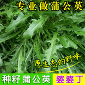 蒲公英种子种籽四季 野菜种孑药盆栽蔬菜青菜大全籽 婆婆丁春秋冬季