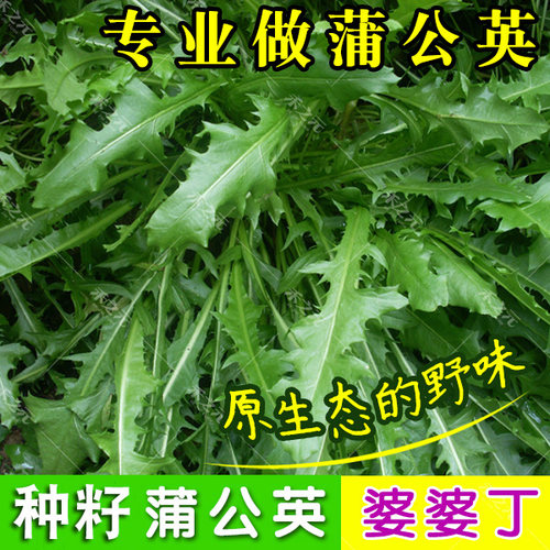 蒲公英种子种籽四季婆婆丁