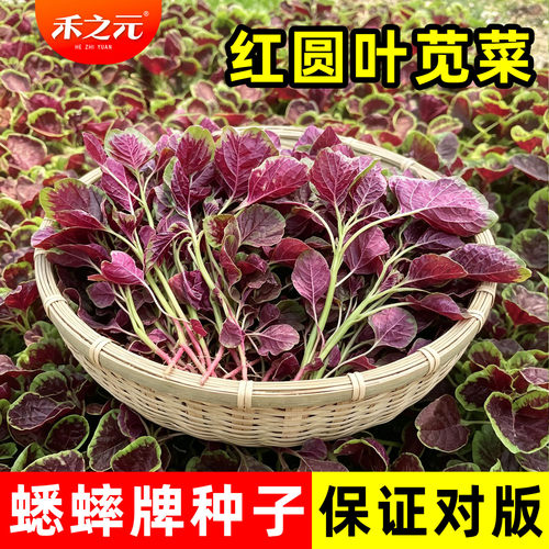 蔬菜叶青春夏秋冬抗寒红苋菜