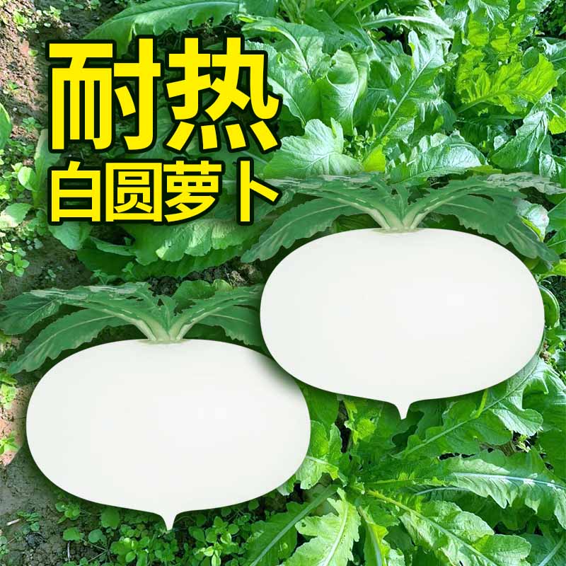 农家大白罗卜盆栽春季耐热种子