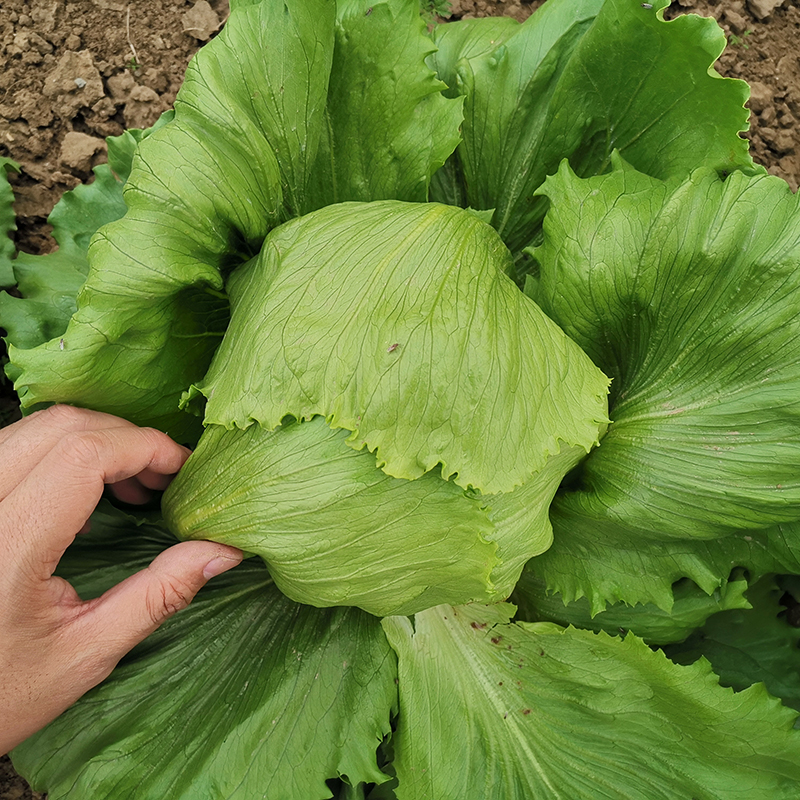 生菜种子结球球形生菜种籽西水培圆蔬菜四季春季菜籽蔬菜种孑春秋-封面