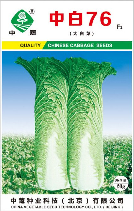 中白76大白菜种子中国中蔬冬季播