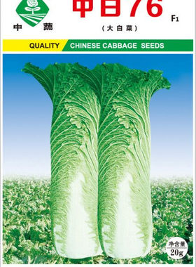 中白76大白菜种子中国中蔬冬季播