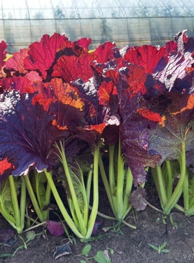 绚丽2099紫芥菜种子水晶菜种籽四季紫色蔬菜种籽青菜春夏秋冬季