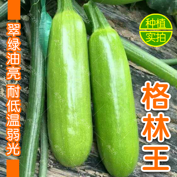 格林王青绿色温室春季西葫芦种子