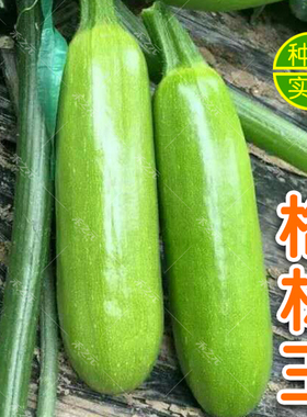 格林王西葫芦种子青绿色秋冬季高产大棚温室越冬早春季西葫芦种苗