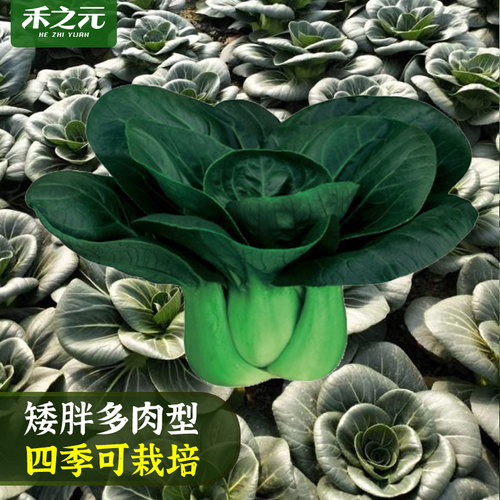 农家苏州蔬菜籽秋冬季种孑上海青