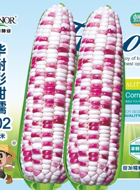 彩甜糯102玉米种子彩色糯甜四季水果种籽春季糯玉米孑玉米糯米种