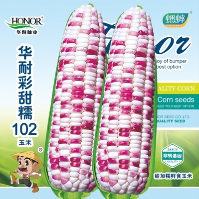 甜糯水果春季玉米种子