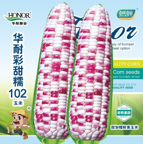 彩甜糯102水果春季玉米种子春播