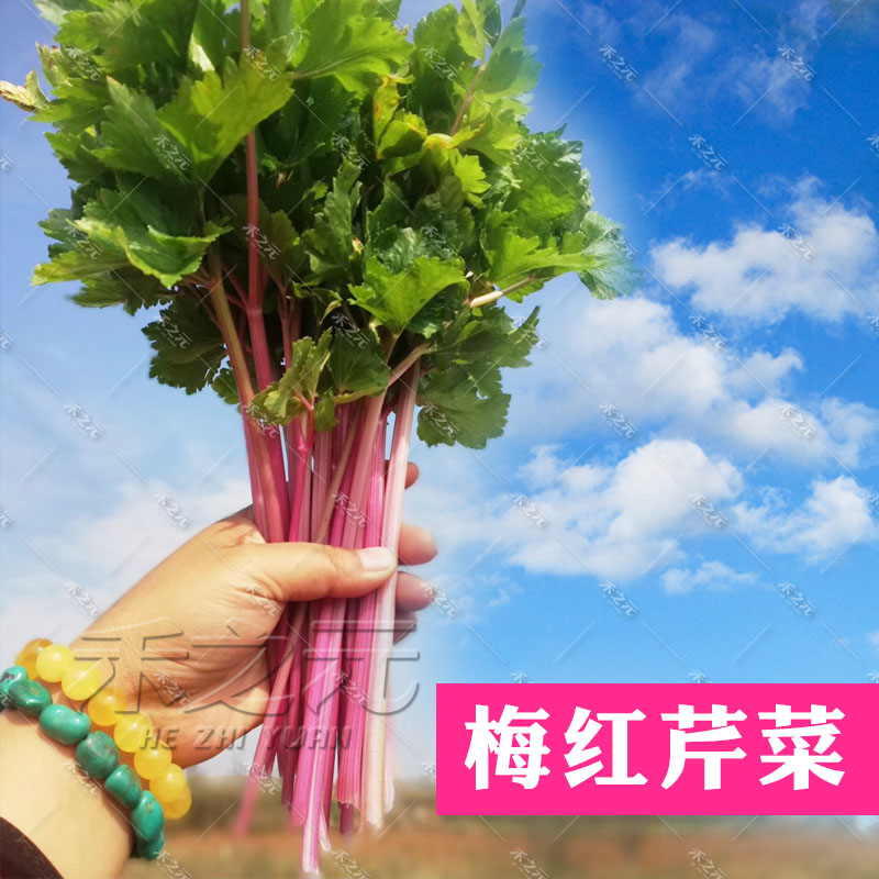 蔬菜盆栽春季芹菜种子