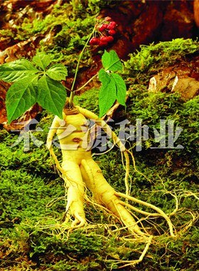 人参种子东北三宝白籽人参易种长白山人参种籽盆栽四季春季秋冬孑