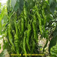 50 винтовых саженцев могут быть выявлены в течение долгого времени