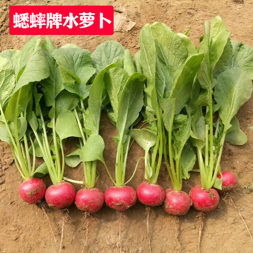 栽樱桃萝卜种子春秋季蔬菜
