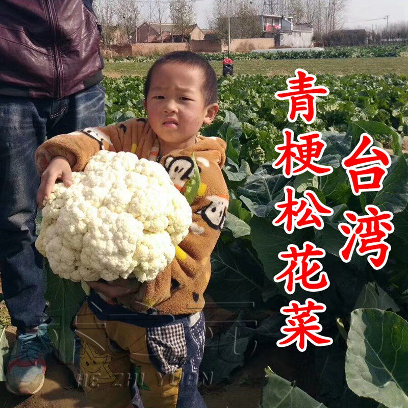 松花菜种籽花菜种子秋季四季春花椰菜青梗松花菜苗蔬菜种籽禾之元