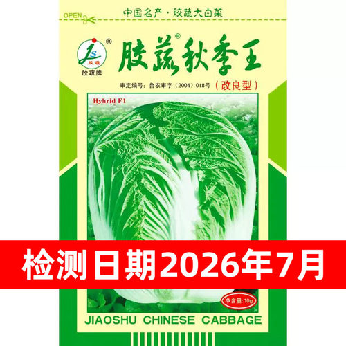 山东胶州黄心籽种冬季大白菜