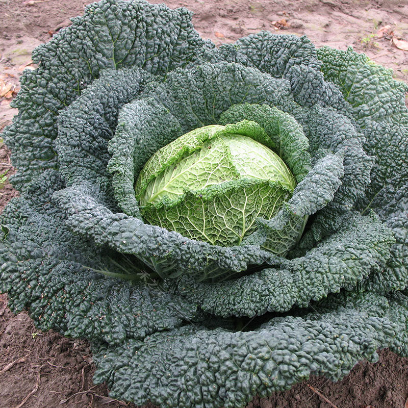 皱叶甘蓝种子泡泡甘蓝甘兰种籽沙拉春夏秋播蔬菜四季蔬菜种孑盆栽