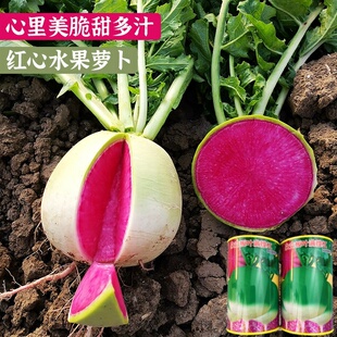北京杂交心里美萝卜种子蔬菜满堂红种籽北方秋天种红心秋季种籽