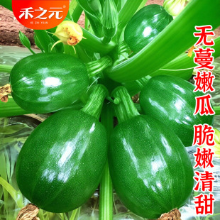 无蔓嫩南瓜种子西葫芦种子春季蔬菜种子 四季蔬菜种子一串铃青瓜