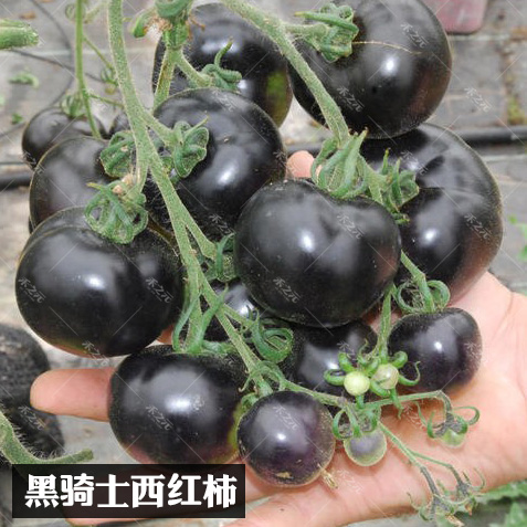 黑骑士樱桃黑番茄种子四季黑西红柿种苗种籽西黑柿春季蔬菜种孑-封面