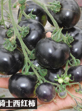 寿光正版黑番茄苗黑骑士樱桃黑番茄种子黑西红柿种苗种籽蔬菜种孑