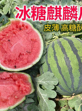 冰糖麒麟西瓜种子麒麟西瓜8424西瓜种籽四季春甜美都西瓜苗秧种孑