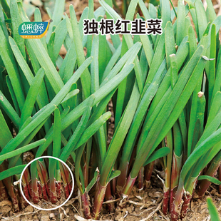蟋蟀独根红韭菜种子紫根红根韭菜籽青菜种蔬菜种孑阳台盆栽四菜种