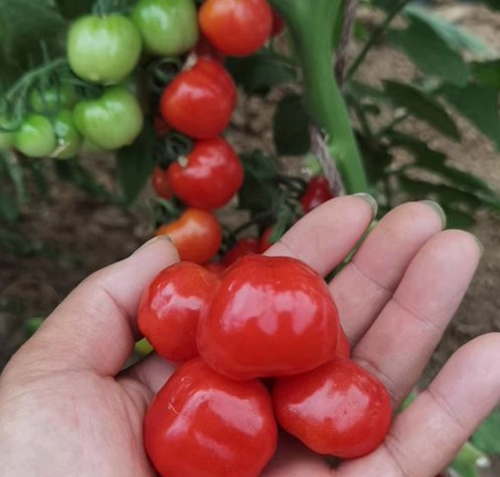 Семена мороженого семян вишне