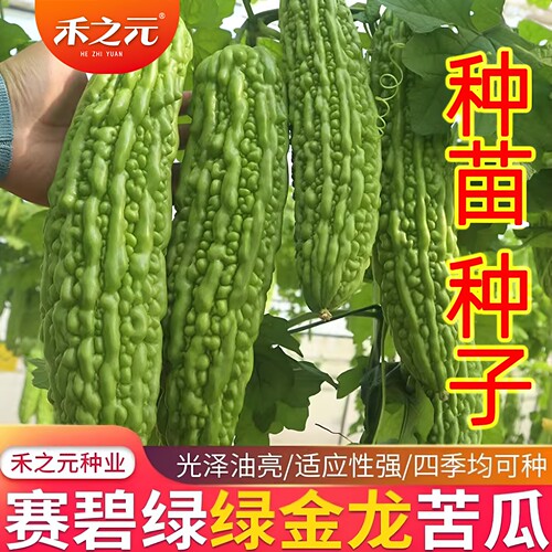 春季四季播种的绿苦瓜苗种子