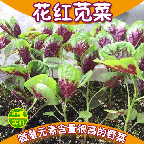 农家四季红苋菜种子盆栽