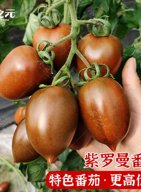 紫罗曼番茄西红柿种子种苗子紫黑色巧克力番茄西红柿柿子苗禾之元