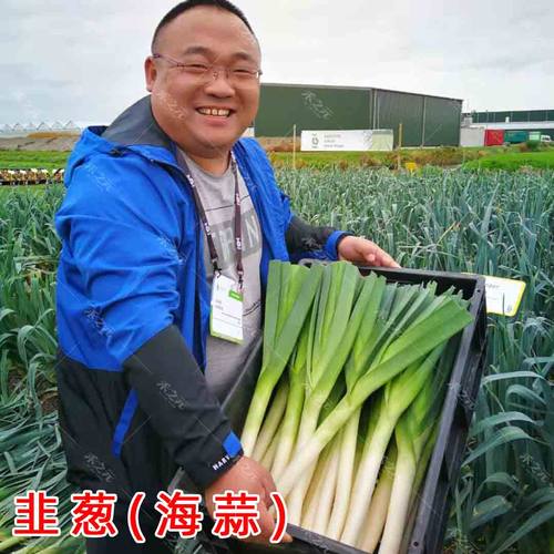 韭葱种子蒜苗海蒜小根蒜青蒜菜大蒜四季播春籽蔬菜种籽春秋冬季 - 封面