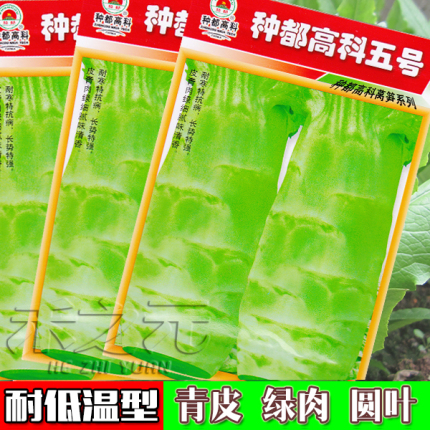 晚秋初冬专用莴苣种子莴笋种籽都五号耐寒特抗病春秋蔬菜春秋种苗