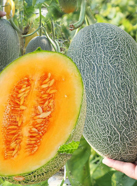 蜜冠哈密瓜种子甜瓜新疆香瓜春夏秋冬哈蜜瓜四季水果籽种孑南方北