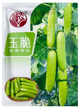 玉脆水果黄瓜种籽蔬菜种子四季盆栽春秋白绿黄瓜籽种孑禾之元种业