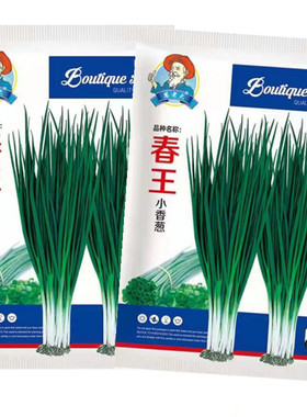 春王小香葱分葱种子耐热寒四季阳台种籽盆栽春季秋冬禾之元种孑