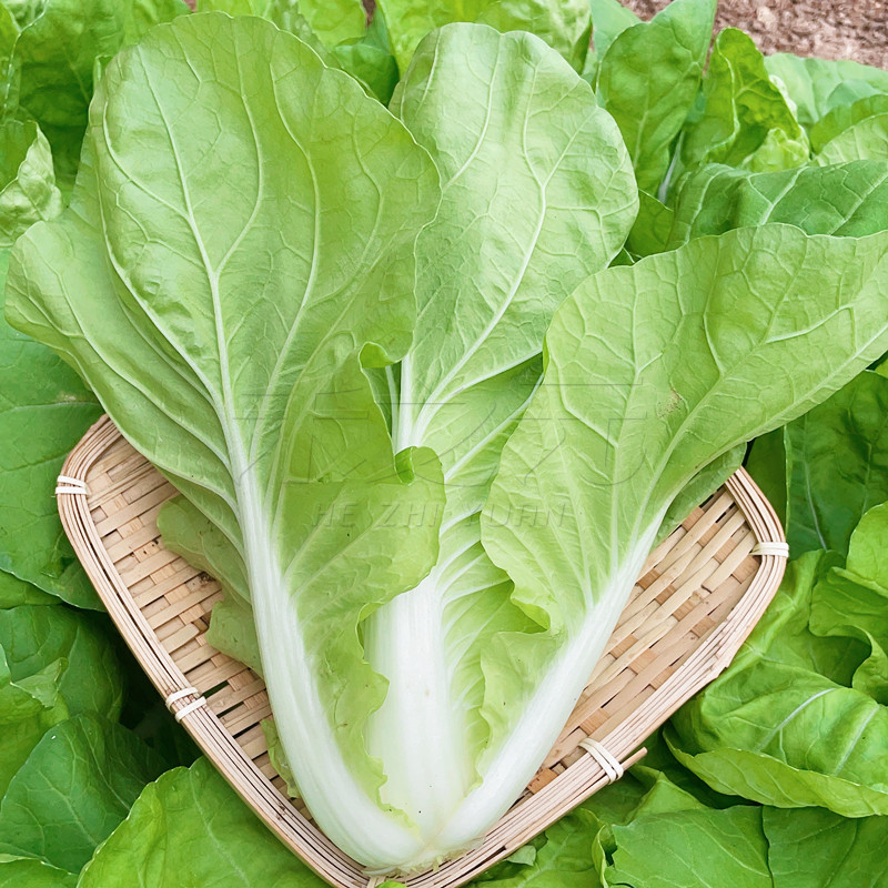 蔬菜日本进口若叶杂交一代小白菜