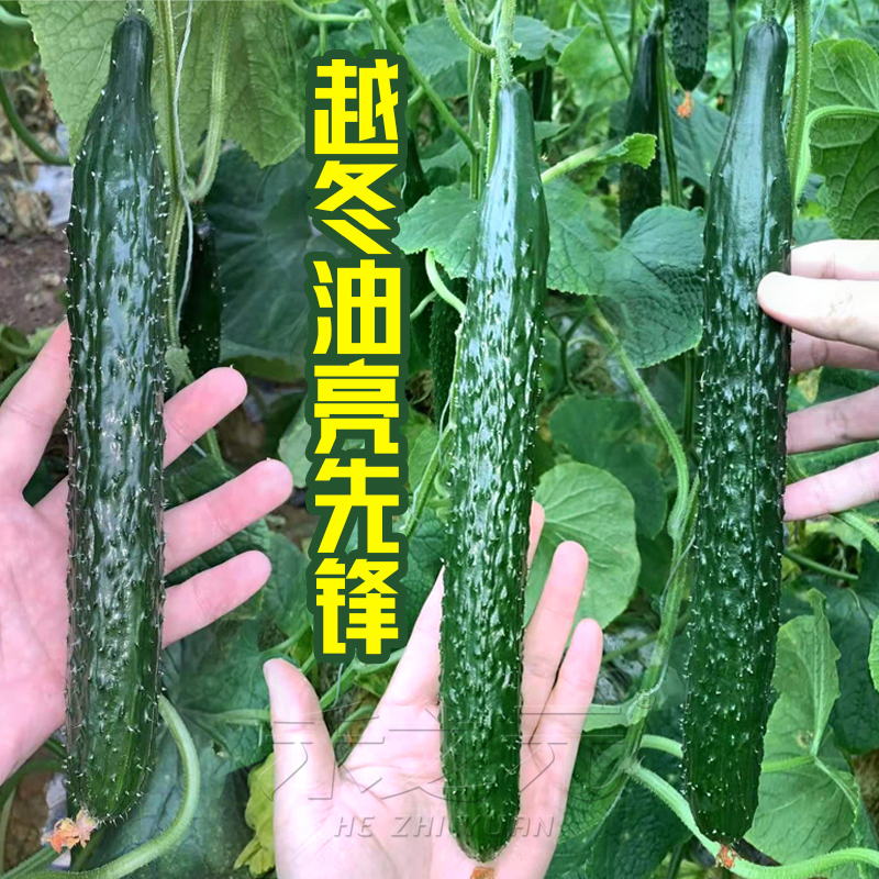 荷兰越冬油亮先锋F1黄瓜种子高抗病耐低温越冬早春栽培蔬菜苗绿瓤