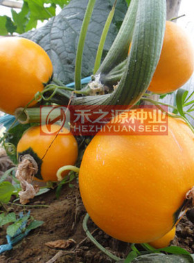 寿光蔬菜种子金黄色短蔓黄珍珠圆西葫芦种籽极早熟春季四季盆栽