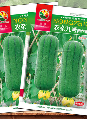 农杂九号肉丝瓜种子丝瓜种籽四季特大春早熟农家丝瓜蔬菜丝瓜种孑