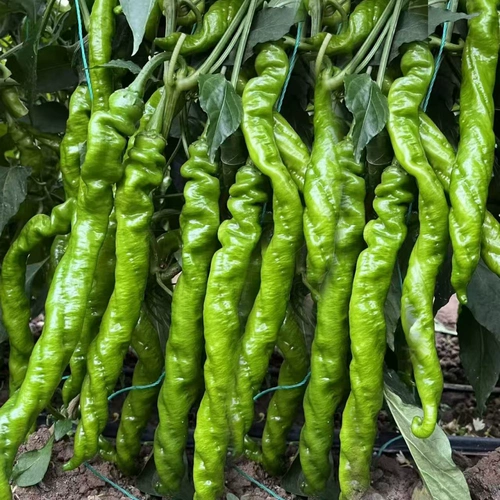 Винтовые саженцы перца, скалистый перец, перец перц