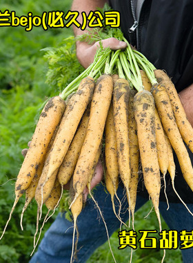 黄石胡萝卜种子黄色胡萝卜荷兰水果奶油胡萝卜蔬菜种籽禾之元种业