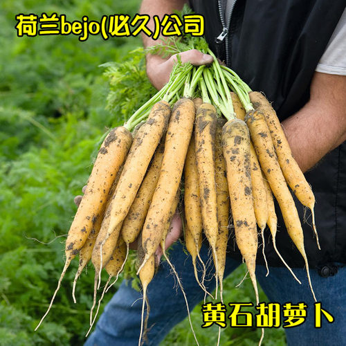 黄石胡萝卜种子黄色胡萝卜种子