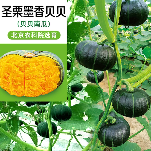 贝贝板栗南瓜大棚四季农科院种籽