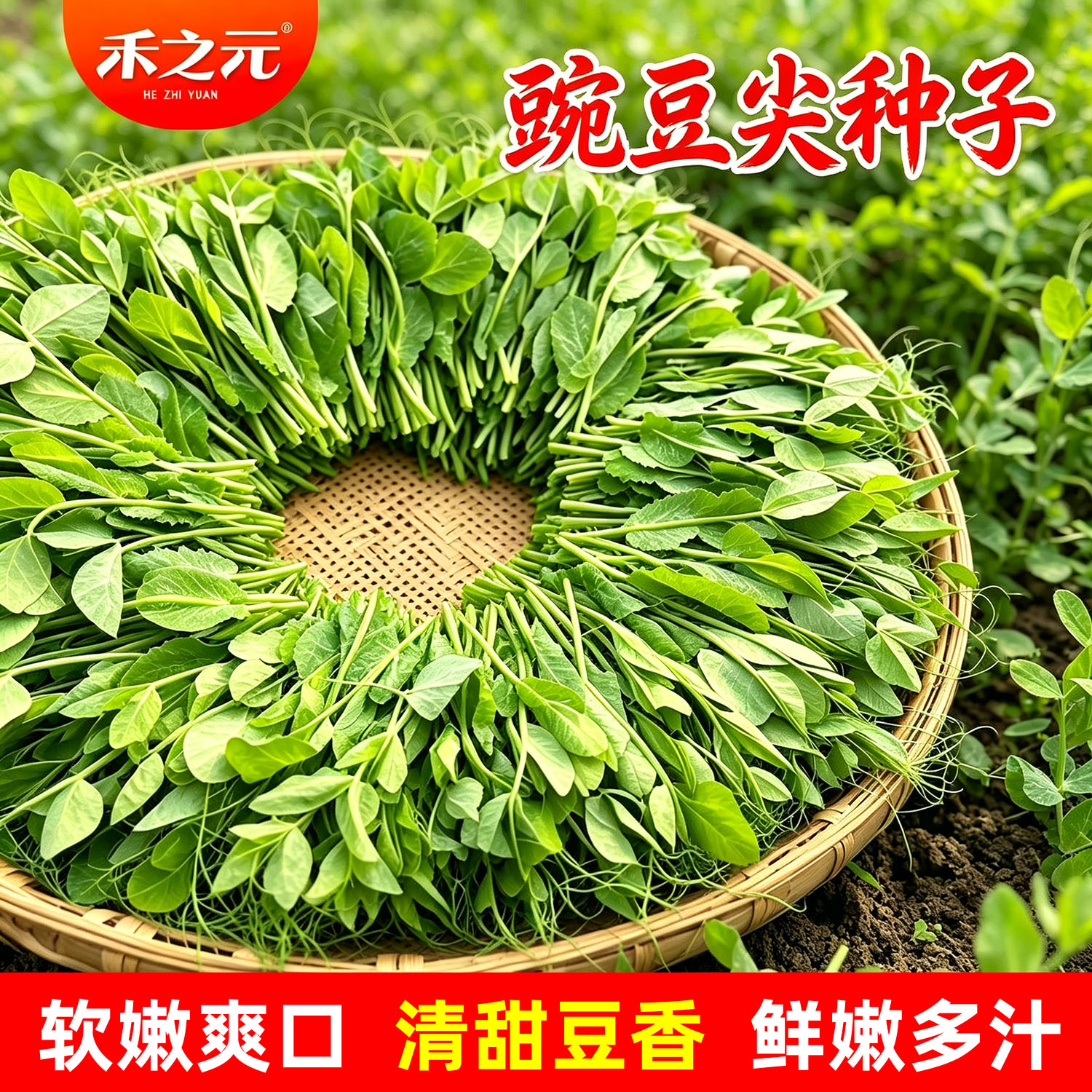 芽苗菜种子四季荷兰豆无须豌豆尖图片