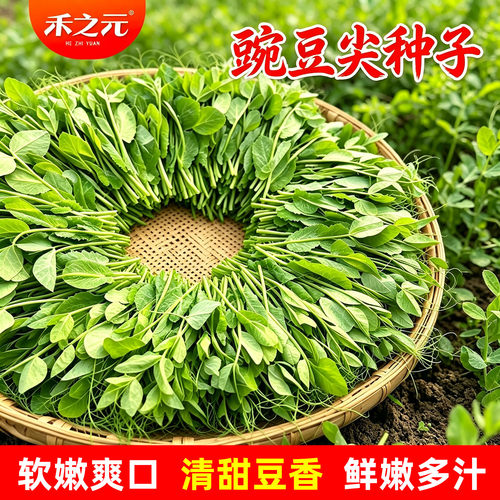 芽苗菜种子四季荷兰豆无须豌豆尖