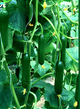 蔬菜种子水果黄瓜种籽大全四季苗秧盆栽黄瓜籽种旱水果黄瓜种孑