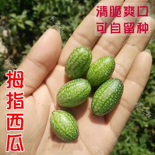 拇指西瓜种子迷你小西瓜种籽