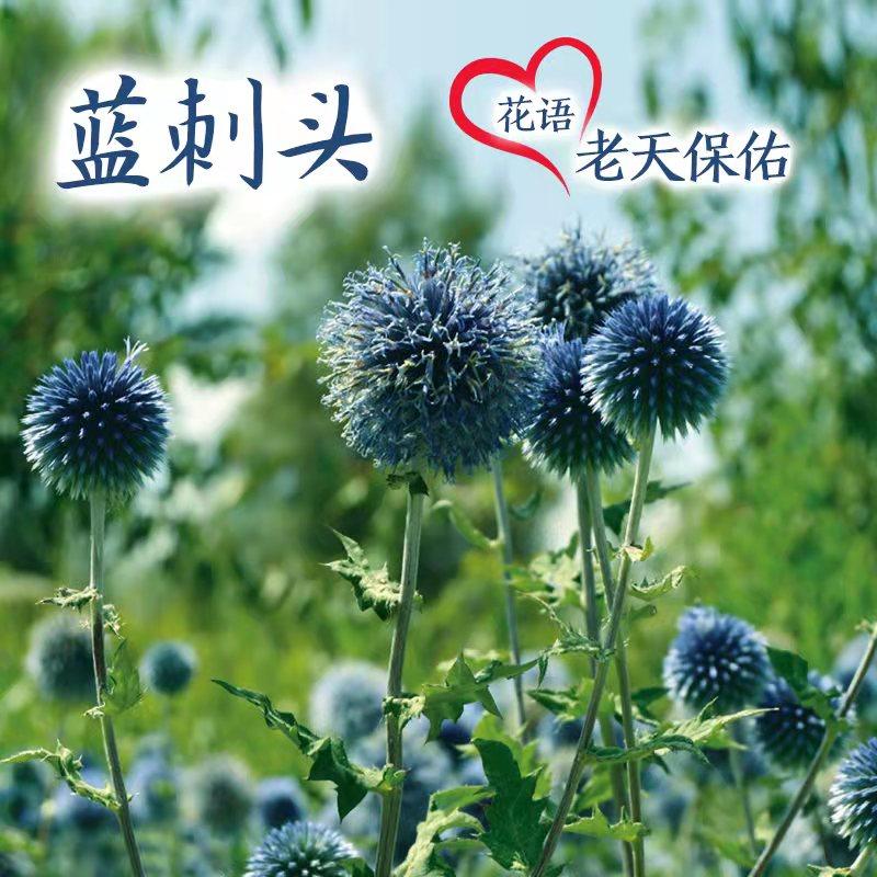 蓝刺头花种子室内外盆栽庭院花坛四季多年生小野花种籽花卉种孑