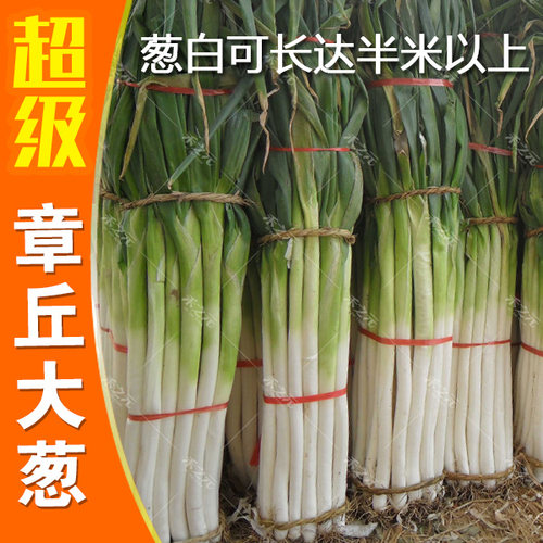 农家山东章丘冬季蔬菜种子